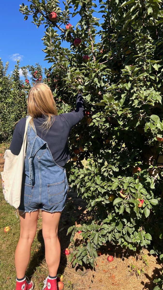 Tatum Lewis picks apples at the AppleJack Festival in Nebraska City on September 24, 2023. As this is the last day of the Festival, many of the apples were already picked over and scarce.