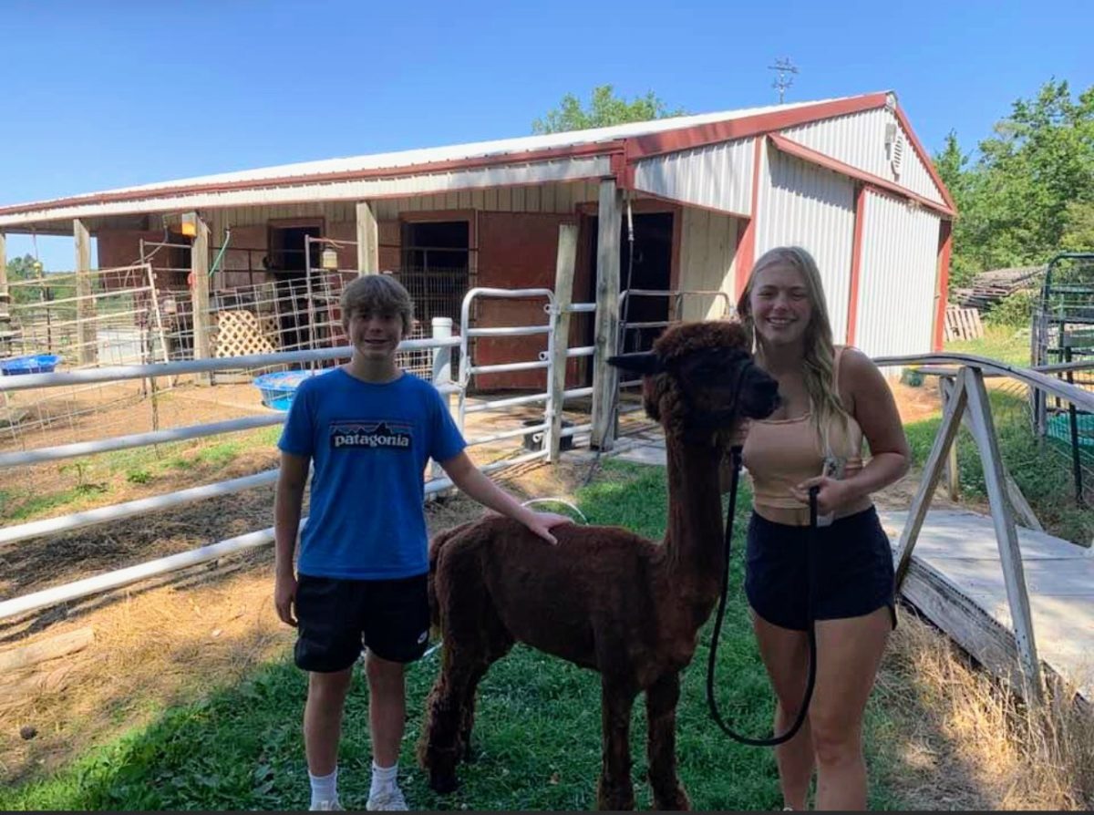 Owen+Lewis+%28left%29+and+Tatum+Lewis+%28right%29+pose+for+a+picture+with+Romeo+the+alpaca+at+J.P.+Acres.+Romeo+is+just+one+of+many+alpacas+that+you+can+visit+at+the+J.P.+Acres+alpaca+farm.