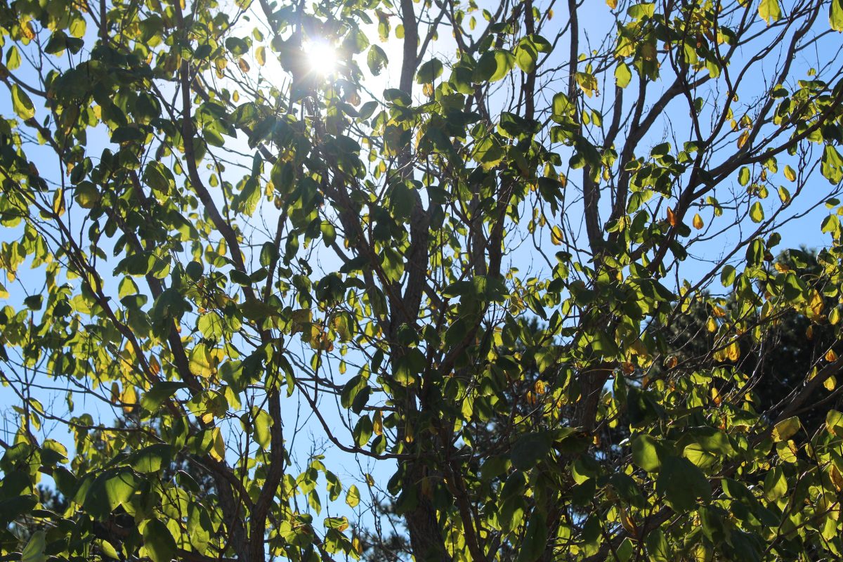 The sun shines through the Autumn leaves on the Lincoln East highschool campus. This photo was taken to capture the feeling of fall.