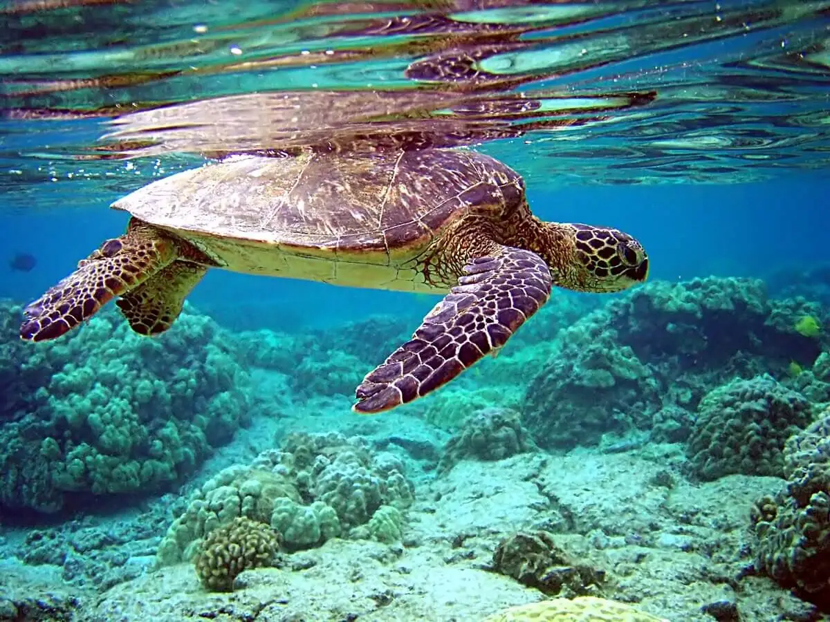 Green sea turtles are no longer endangered thanks to conservation. Many things have caused harm and disproportionate death to sea turtles in the past decades, the efforts have to keep going to ensure future abundance of the species.